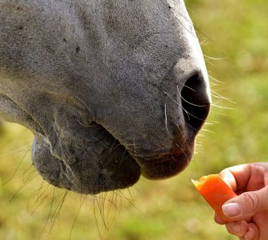Can you feed your horse carrots?