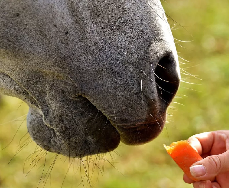 Can you feed your horse carrots?