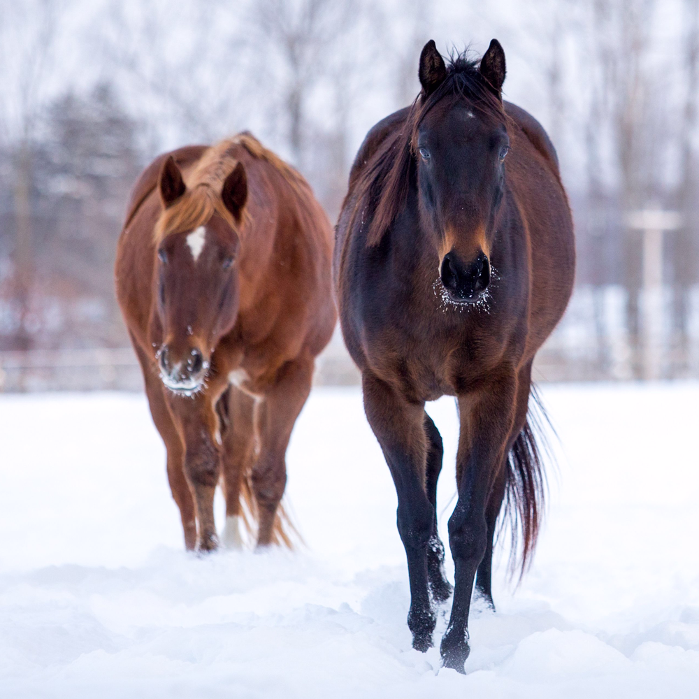 Horses in rugs standing in a snowy winter field