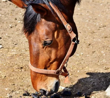 Why does my horse eat horse poo?