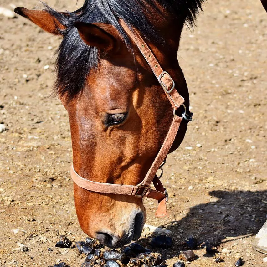 853px x 853px - Why does my horse eat horse poo? - Thunderbrook Equestrian