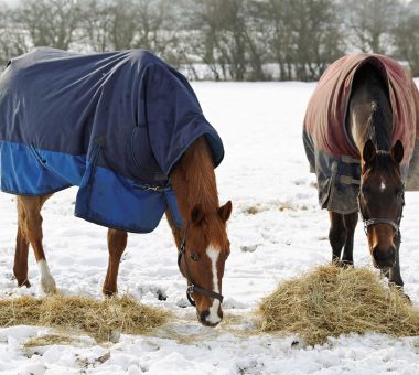 Into the Winter – Feeding and Nutrition for the Colder Months