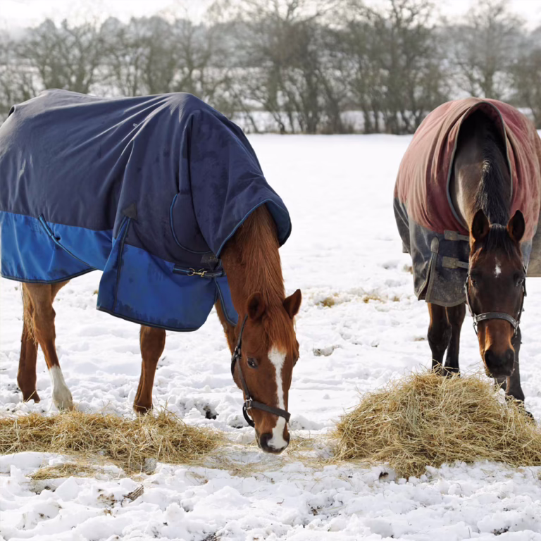 Horses eating hay in the snow during winter