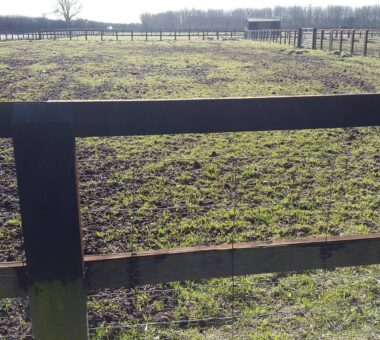 Forage is the biggest part of your horse’s diet, and the most important too.