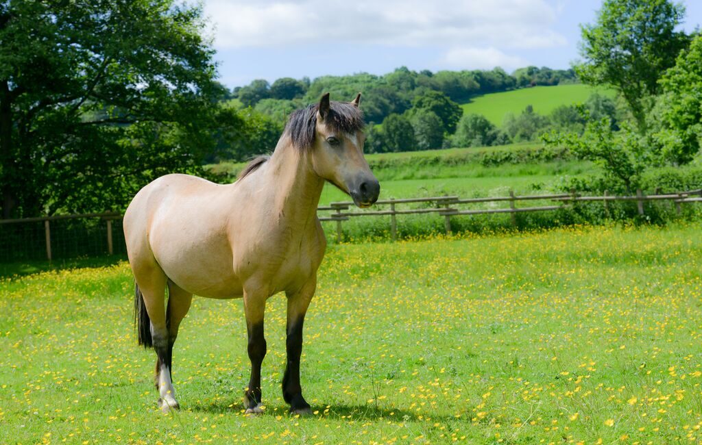 Equine Metabolic Syndrome (EMS) in horses