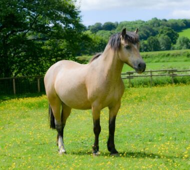 Equine Metabolic Syndrome (EMS) in horses