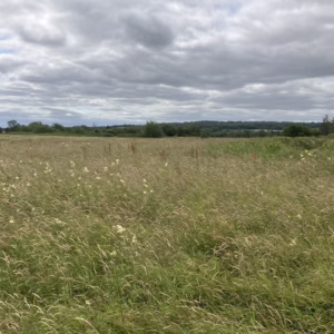 Dr Debbie Carley's biodiverse field with natural herbs and grasses