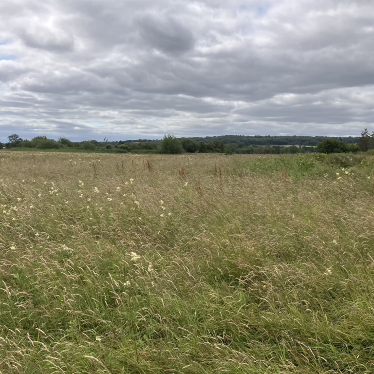 Dr Debbie Carley's biodiverse field with natural herbs and grasses
