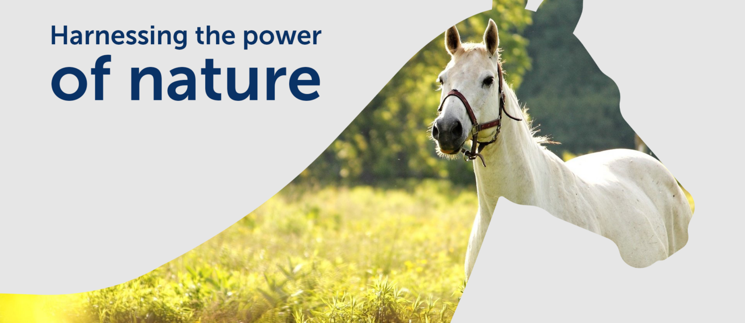 Thunderbrook Horse Feed: Harnessing the power of nature