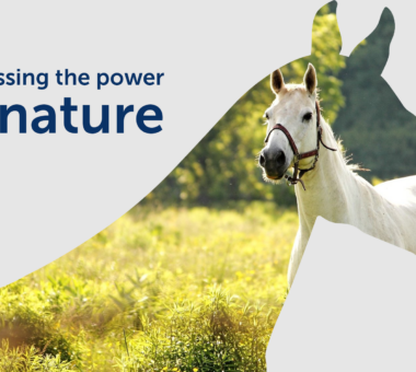 Thunderbrook Horse Feed: Harnessing the power of nature