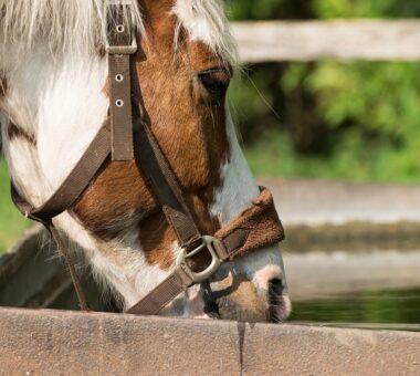 Faecal water and diarrhoea in horses