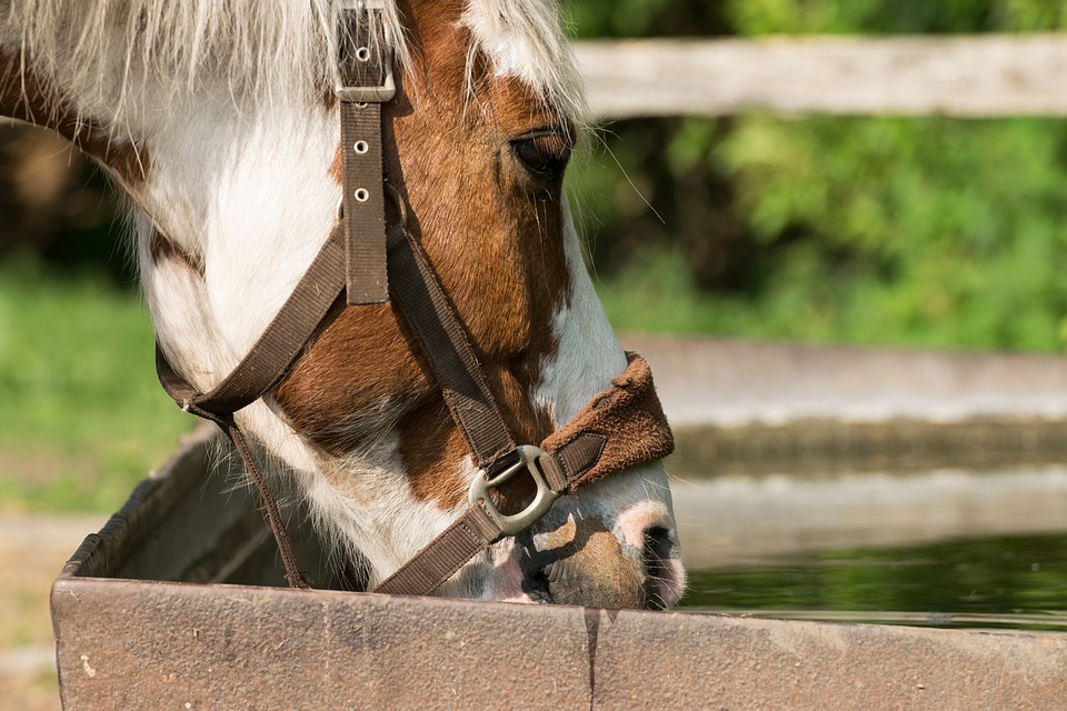 Faecal water and diarrhoea in horses