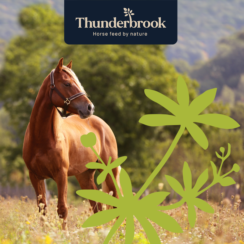 Who are Thunderbrook: natural horse feed made in the UK