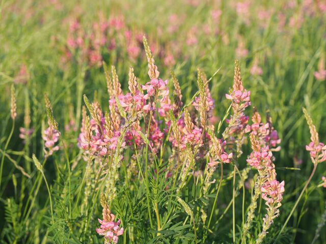 Sainfoin field for horse feed