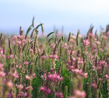 The advantages of sainfoin in your horse feed