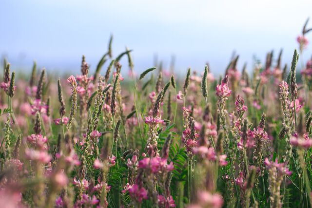 The advantages of sainfoin in your horse feed