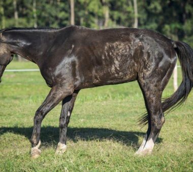 Understanding Laminitis in Horses – Causes, Signs & Natural Management