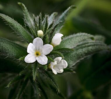 The power of Ahiflower® Oil: we don’t just tell it, it’s proven!