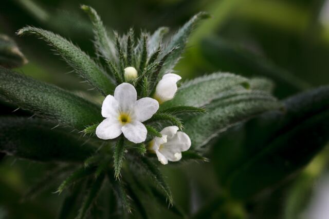 The power of Ahiflower® Oil: we don’t just tell it, it’s proven!