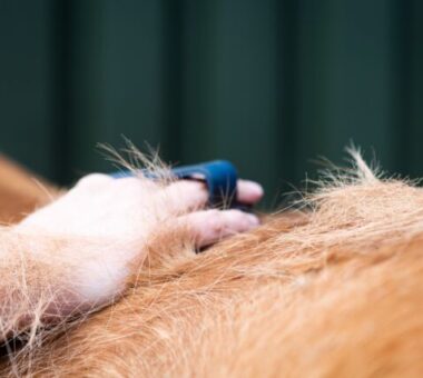 Supporting Your Horse Through Coat Change – Natural Feeding, Care & Health Tips