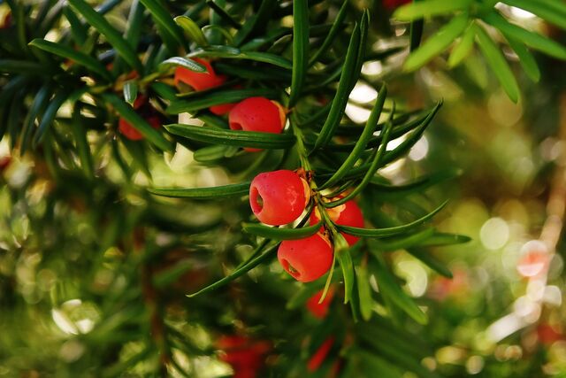 toxic plants for horses - Yew