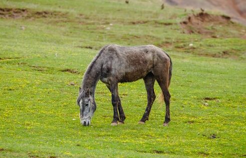 Help your skinny horse gain weight 