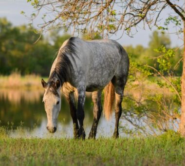 10 Tips to help your horse beat the summer heat