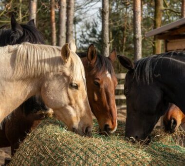 It’s all about forage: The role of roughage in equine health