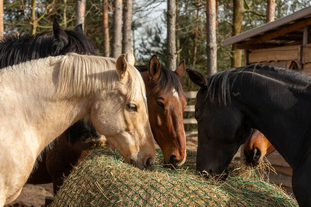 It’s all about forage: The role of roughage in equine health