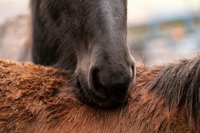 Practical Tips for Everyday Coat Care