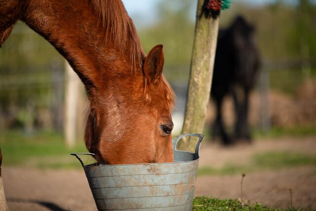 Best feed tips for weight gain