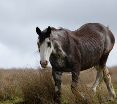 10 Practical Tips for healthy weight gain for skinny horses