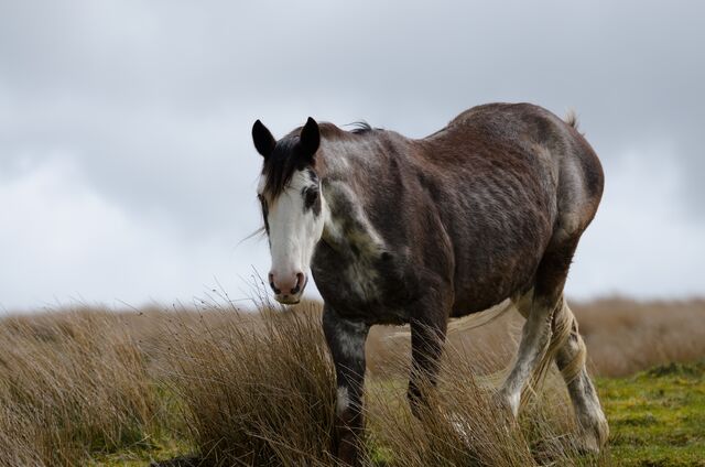 10 Practical Tips for healthy weight gain for skinny horses