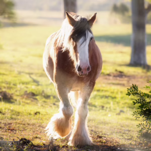 Shire horse with heavily feathered legs