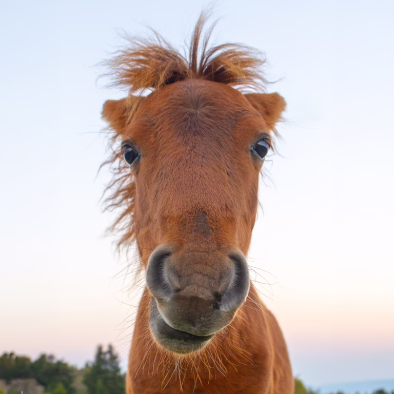 Horse pulling a funny, confused face