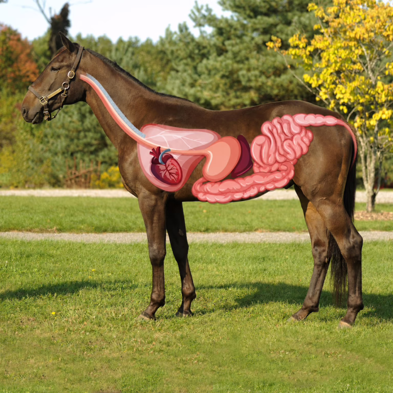Horse grazing in a field for healthy digestion