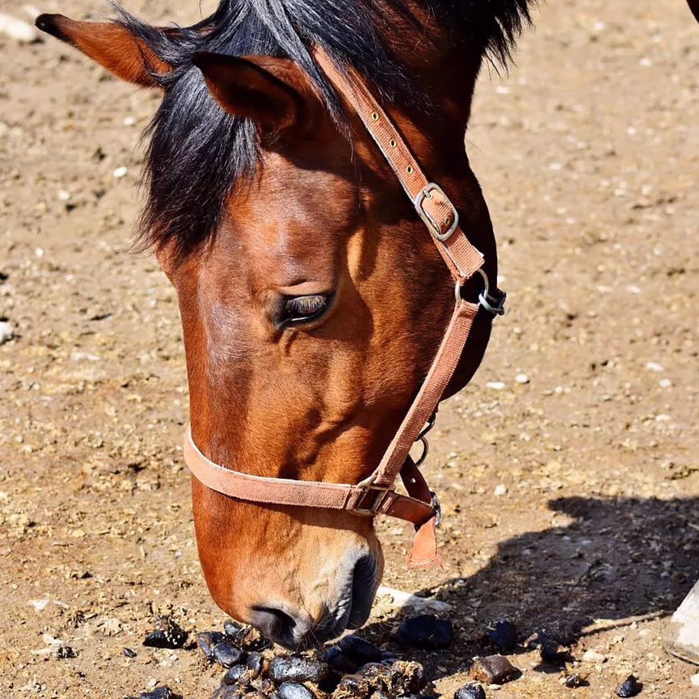 Horse sniffing droppings in a paddock