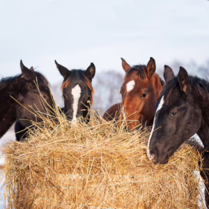 Horse eating hay in winter