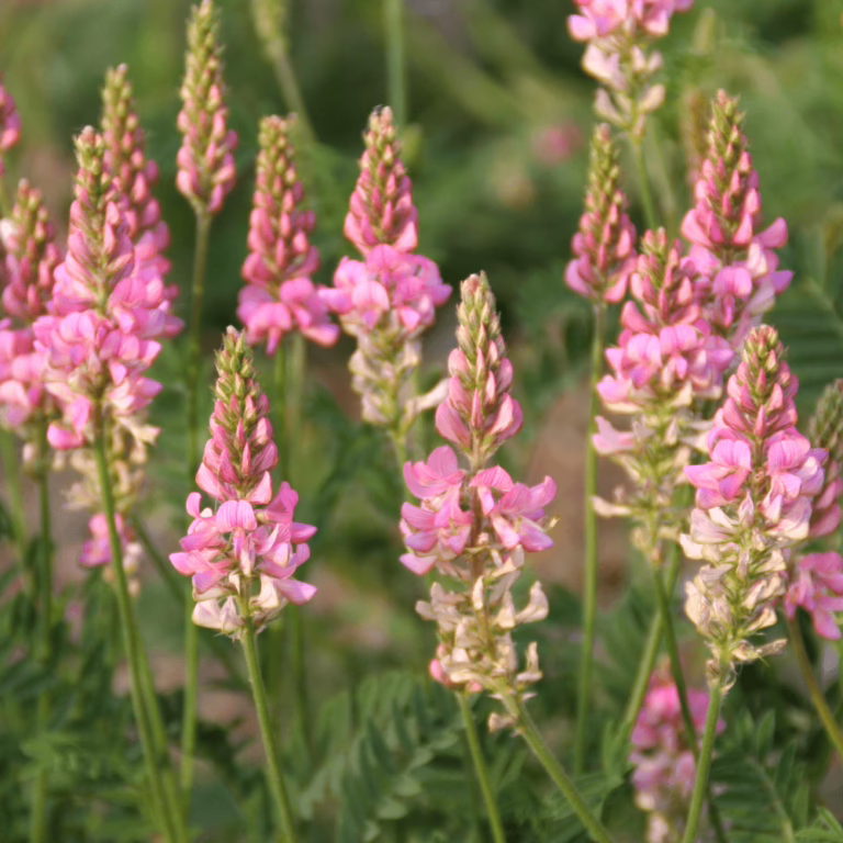 Sainfoin Plant