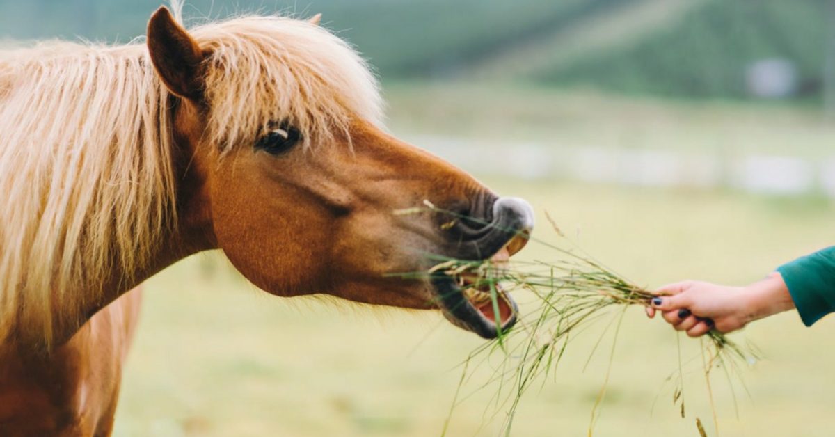 TB_1200x628 – Variation 04 – Landscape (16_9) Forage for horses - feeding gras